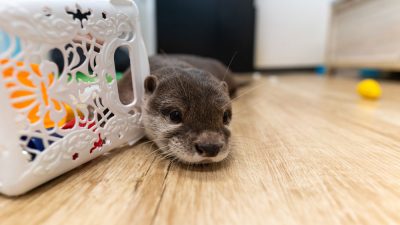 loutre-domestique