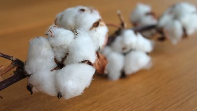 coton