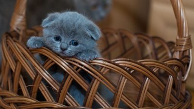 chaton