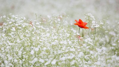Coquelicot