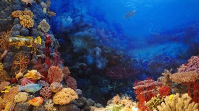 corail
