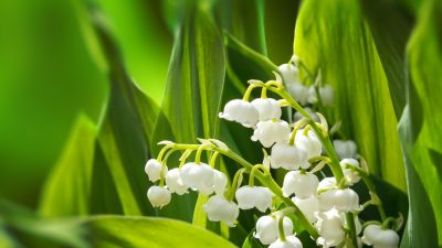 muguet