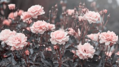 rose