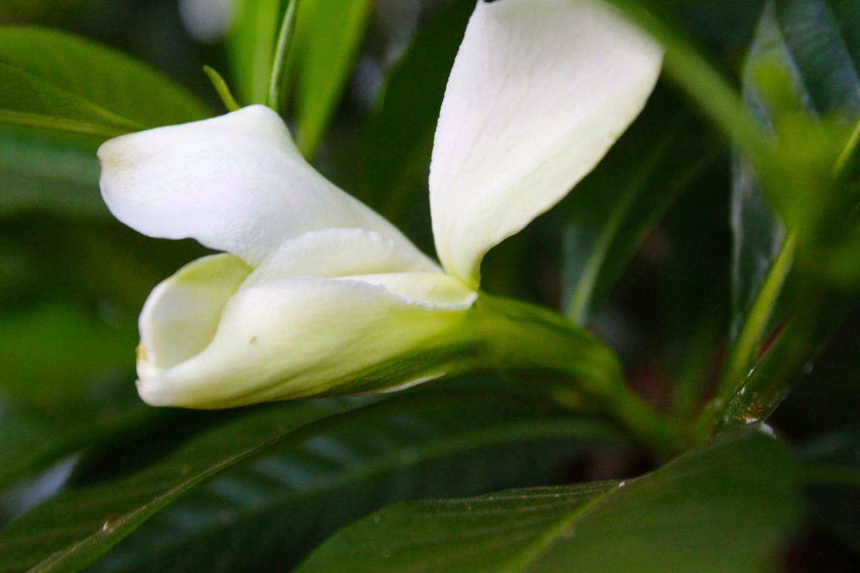 fleur de monoï