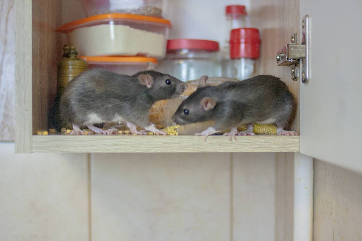infestation de rats entreprise de dératisation