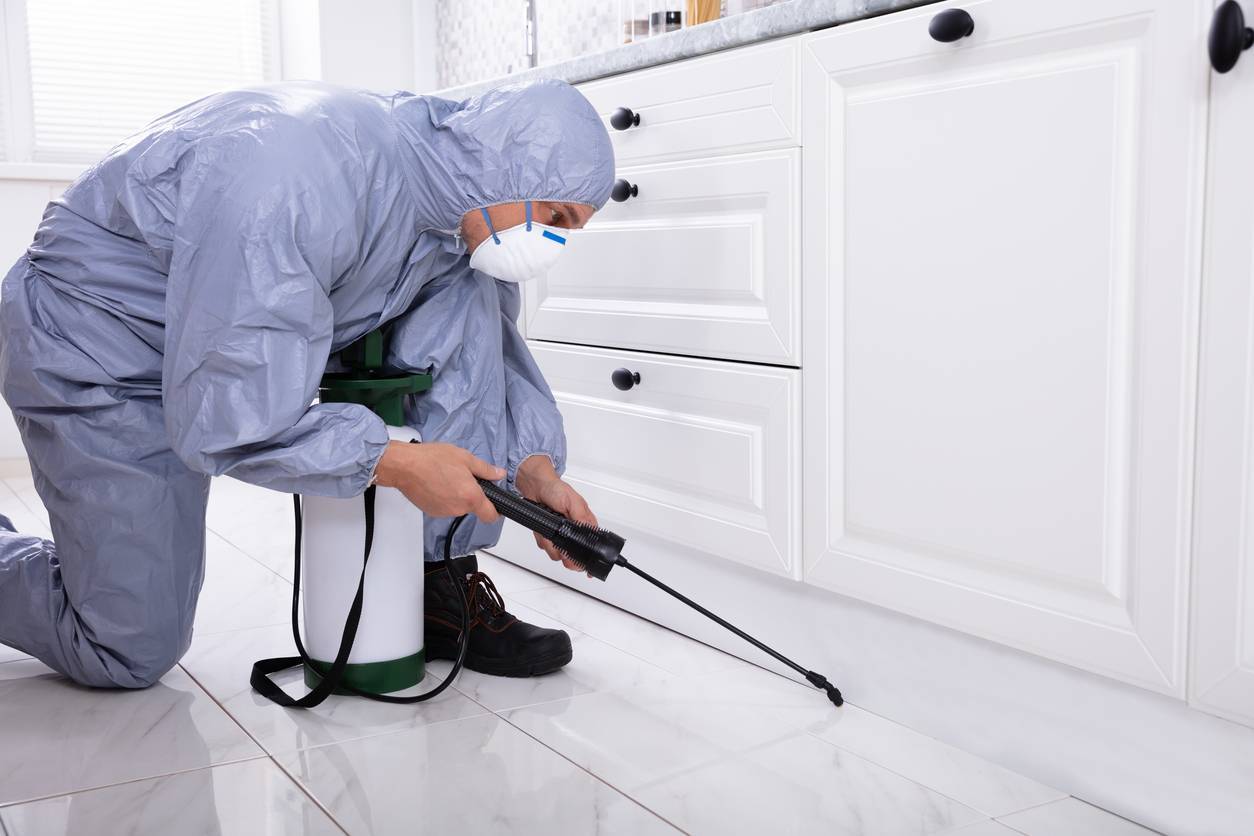 entreprise de dératisation et de désinsectisation professionnelle