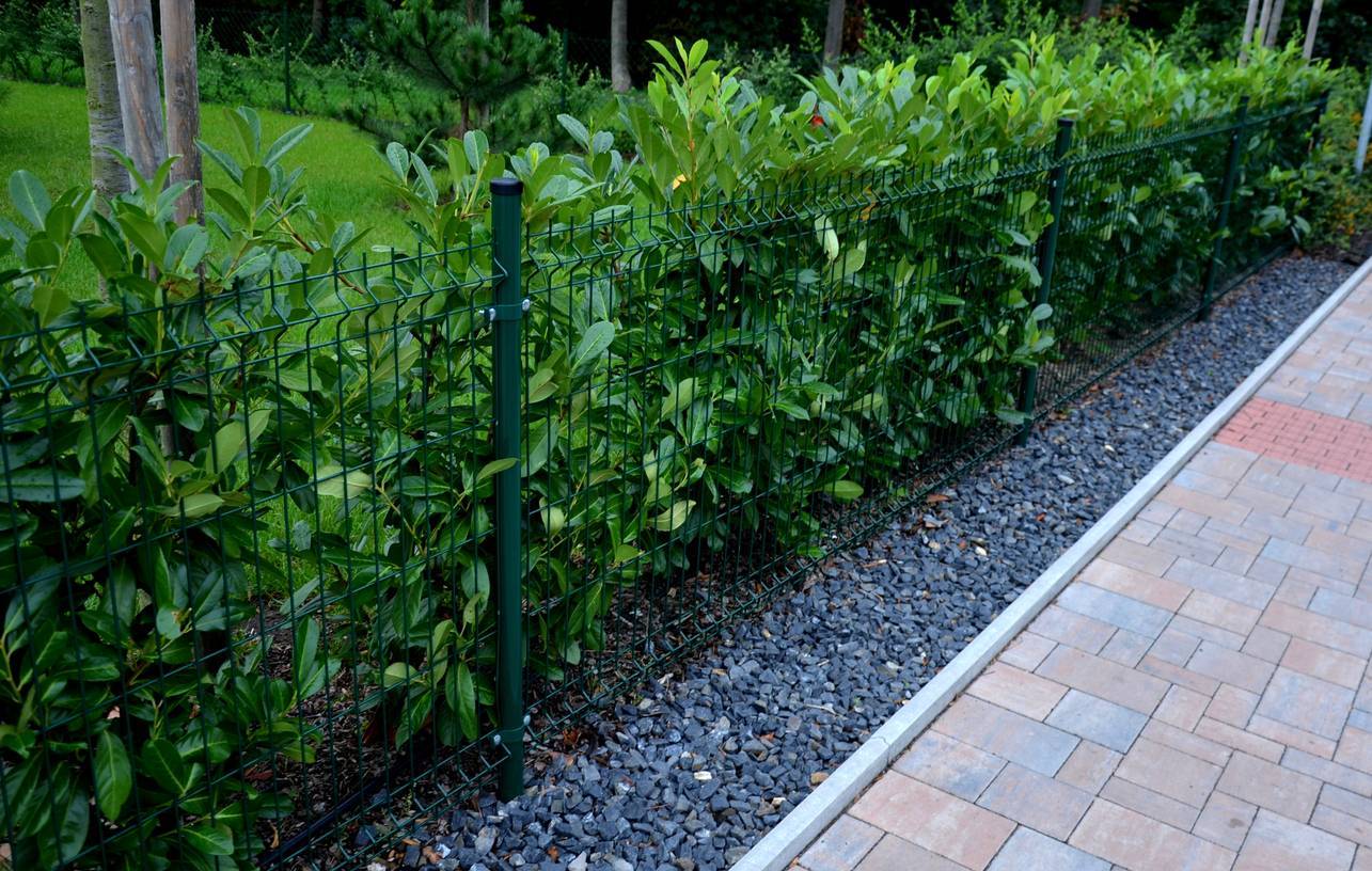 Haie végétale brise vue jardin