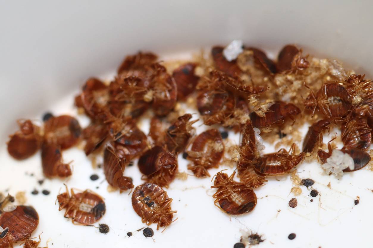infestation punaises de lit en France