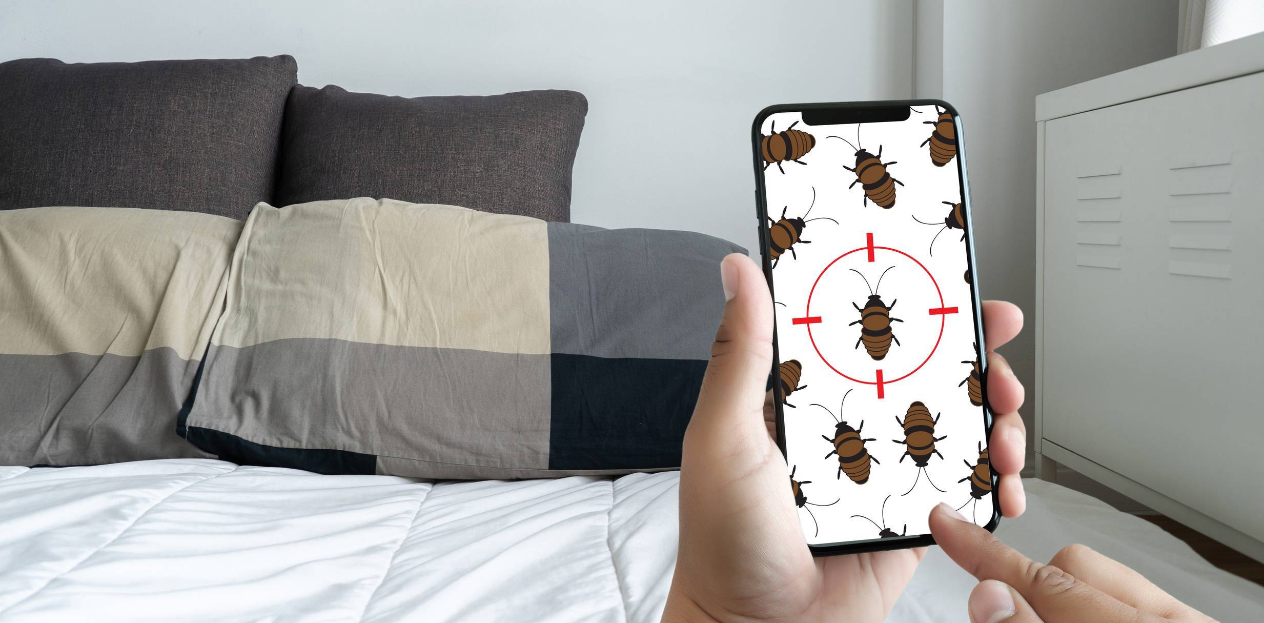 punaises de lit, hôtel, infestation