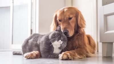 chien et chat dans logement
