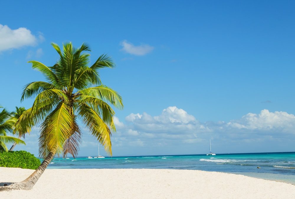 plage avec palmier