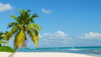 plage avec palmier